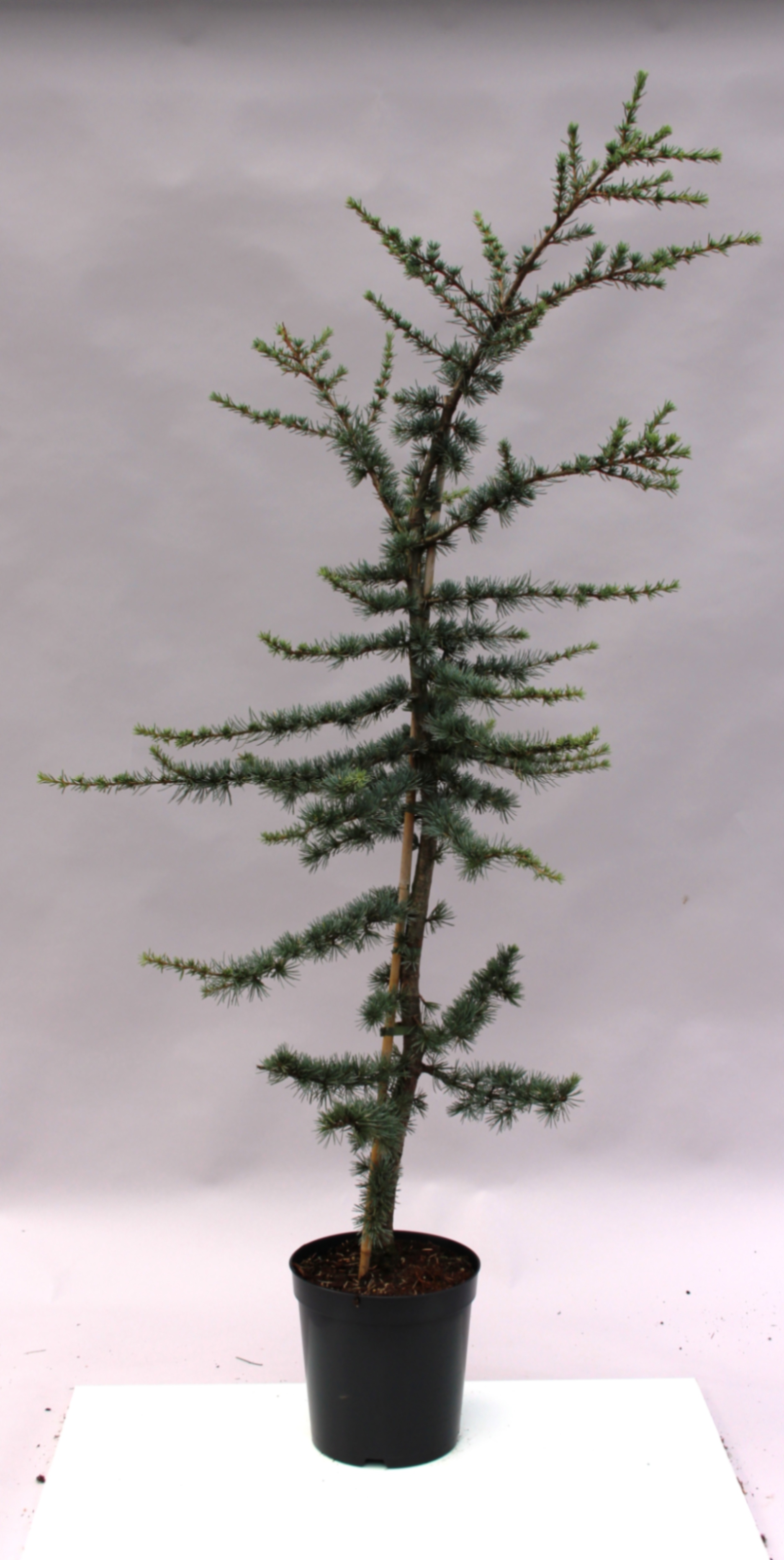 Кедр атласский Глаука